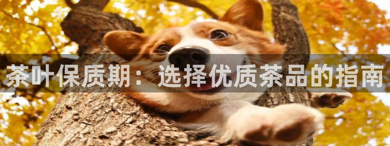 摩登7升
