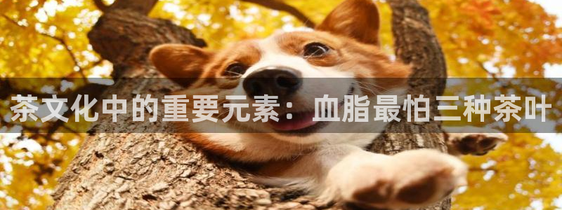 摩登5右7O667