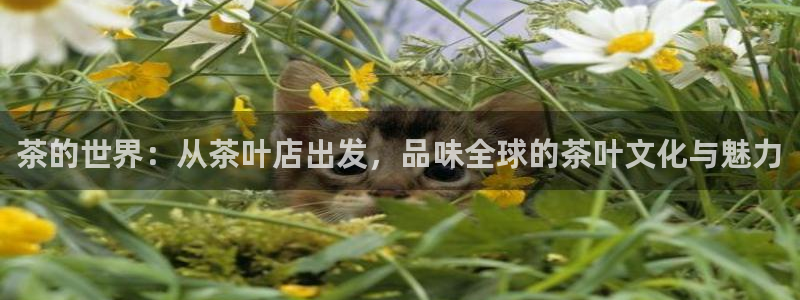 摩登7地7O667