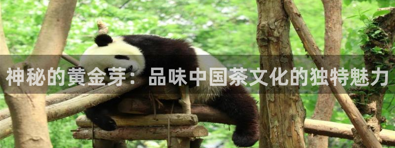 摩登7挂机